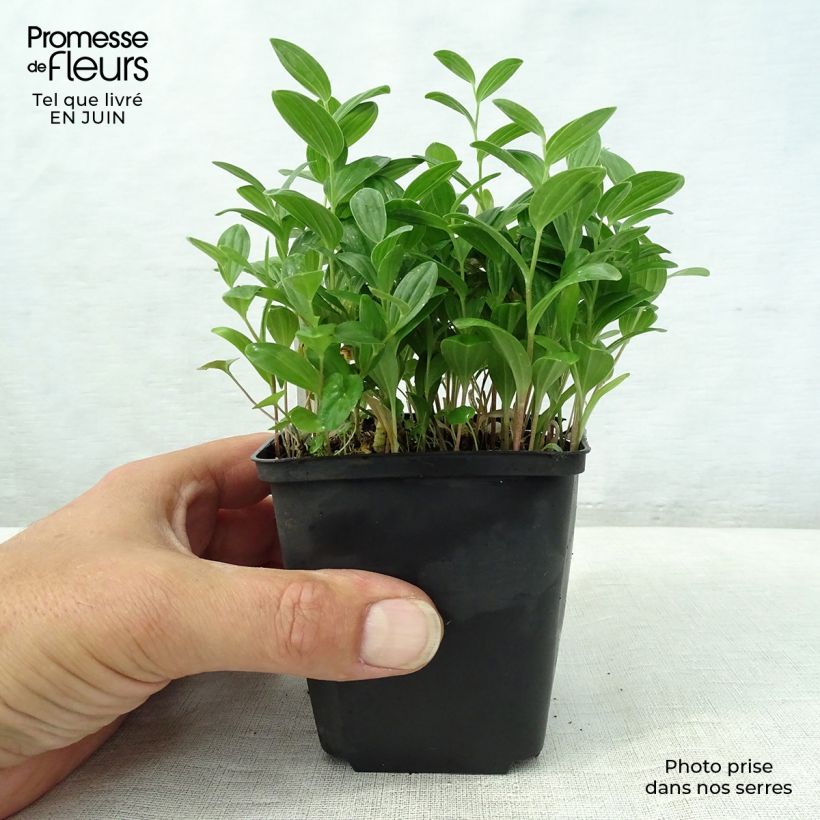 Esimerkki kesällä toimitetusta Kalliokielo - Polygonatum humile Taimiruukku 8/9 cm-taimesta