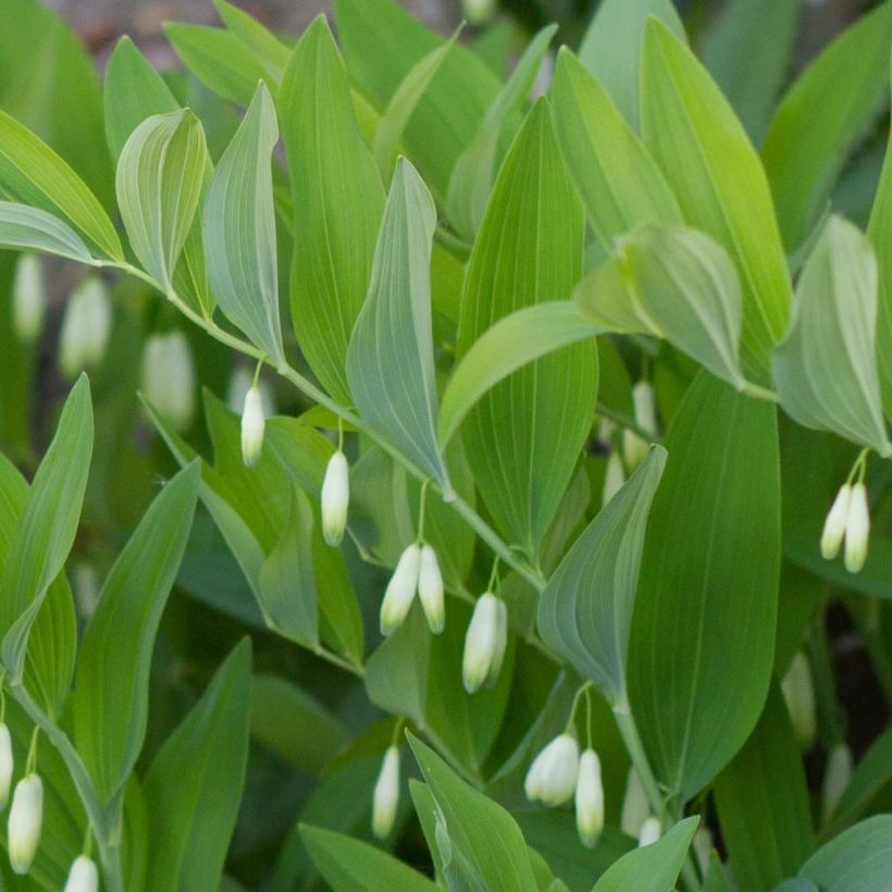 Kalliokielo - Polygonatum odoratum (Lehvistö)