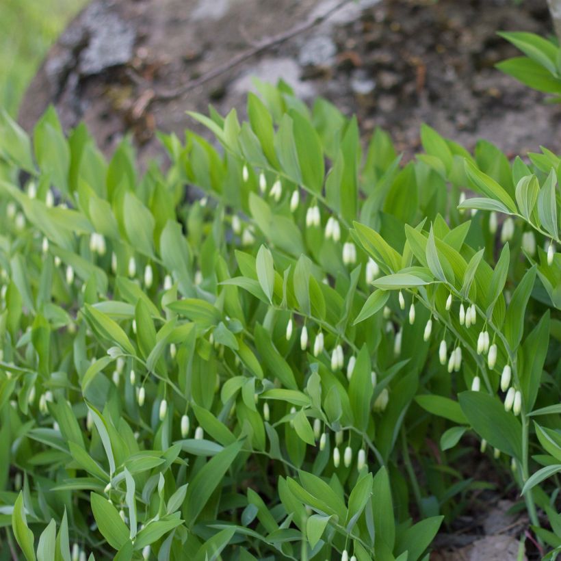 Kalliokielo - Polygonatum odoratum (Kasvutapa)