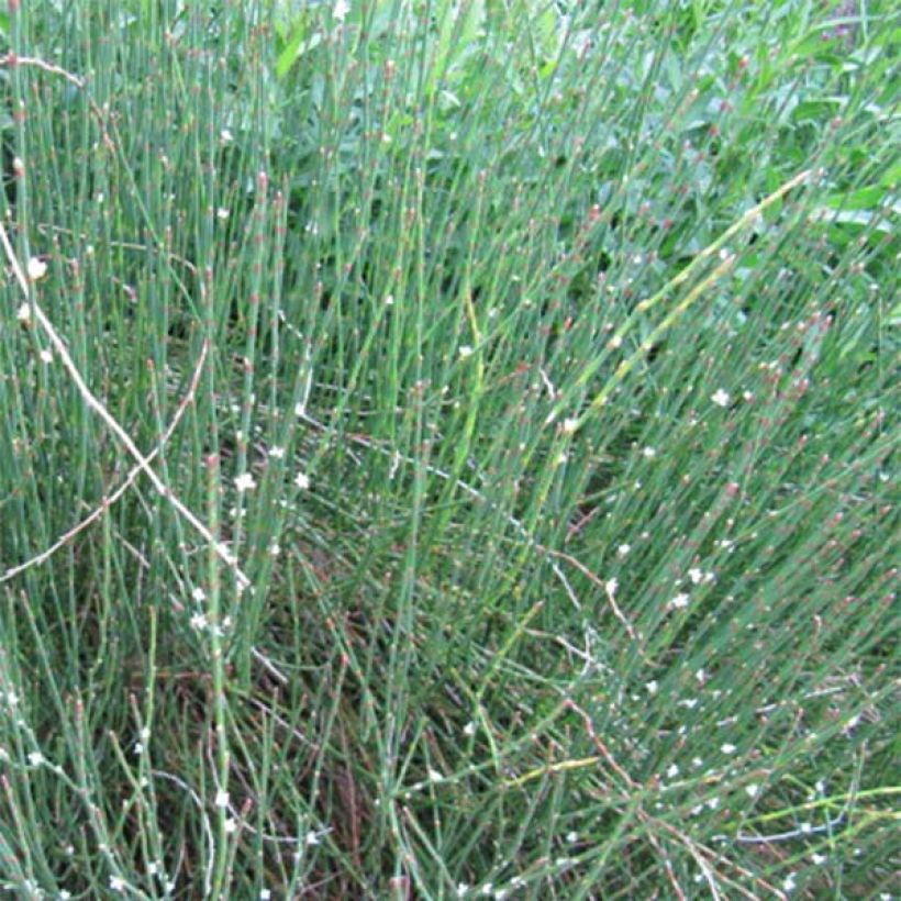 Pihatattare - Polygonum scoparium (Kasvutapa)