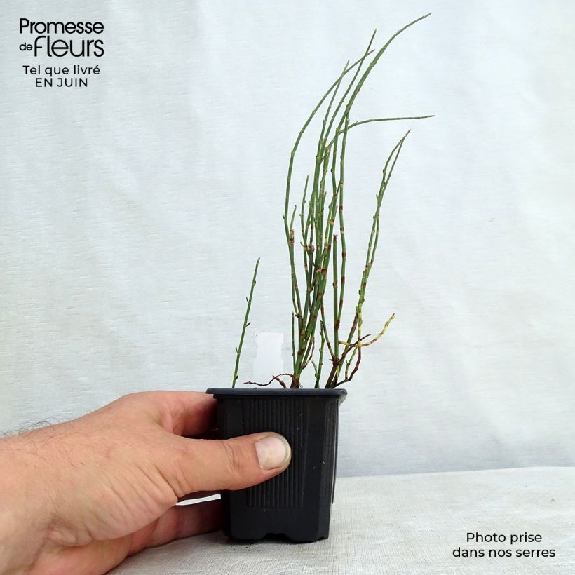 Esimerkki kesällä toimitetusta Pihatattare - Polygonum scoparium Godet de 8/9 cm-taimesta