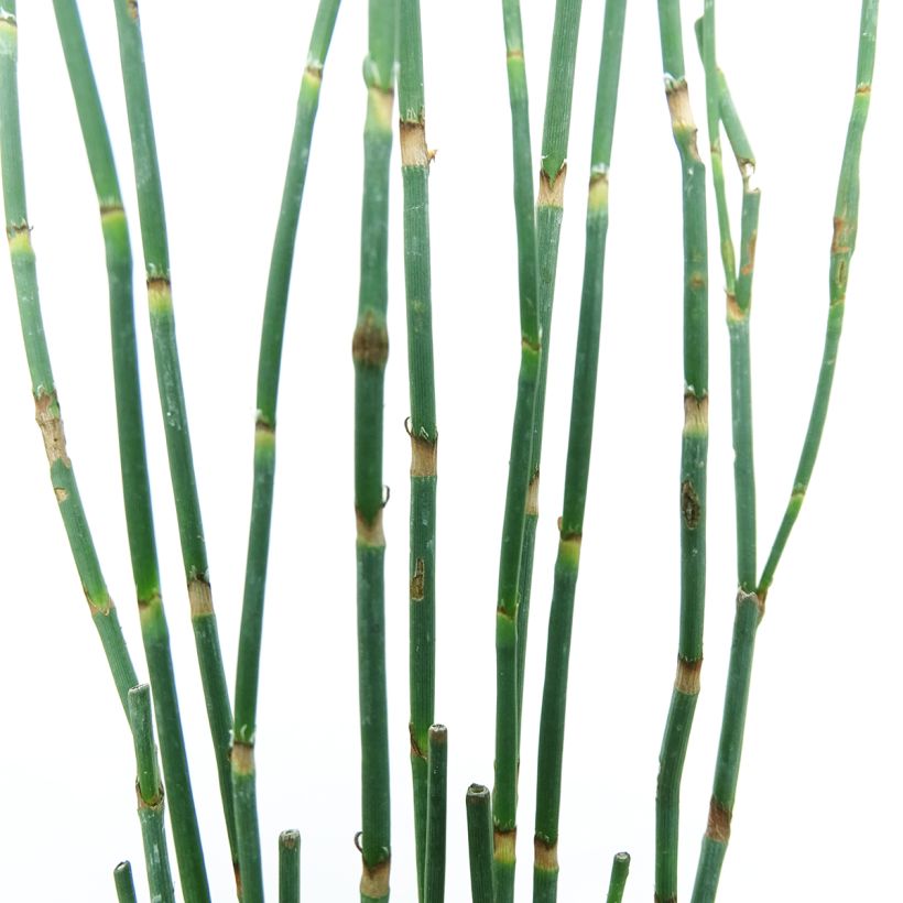 Pihatattare - Polygonum scoparium (Lehvistö)