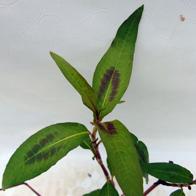 Vihannestatar - Polygonum odoratum (Lehvistö)