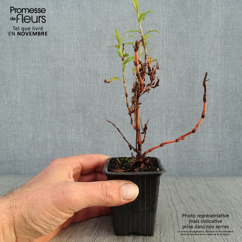 Esimerkki syksyllä toimitetusta Vihannestatar - Polygonum odoratum 8/9 cm taimiruukku-taimesta