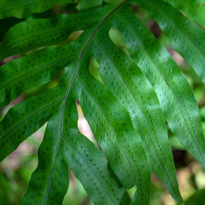 Phlebodium pseudoaureum (Lehvistö)