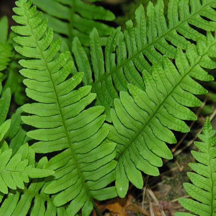Kallioimarre - Polypodium vulgare (Lehvistö)