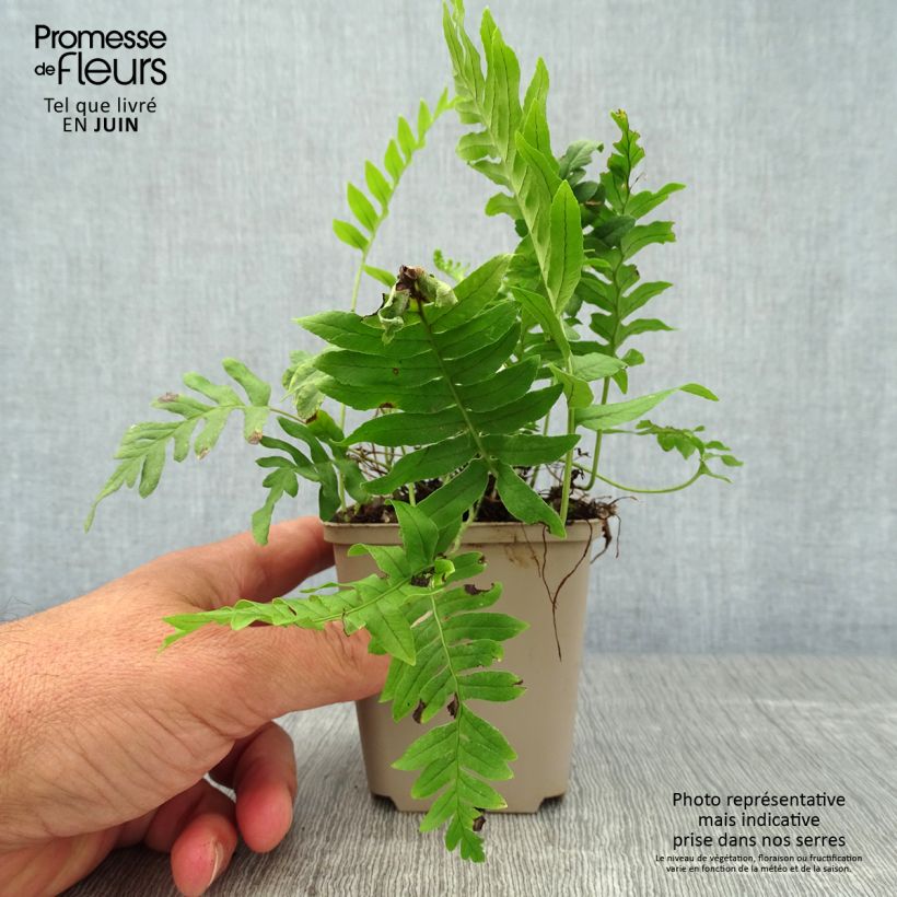 Esimerkki kesällä toimitetusta Kallioimarre - Polypodium vulgare Taimiruukku 8/9 cm-taimesta
