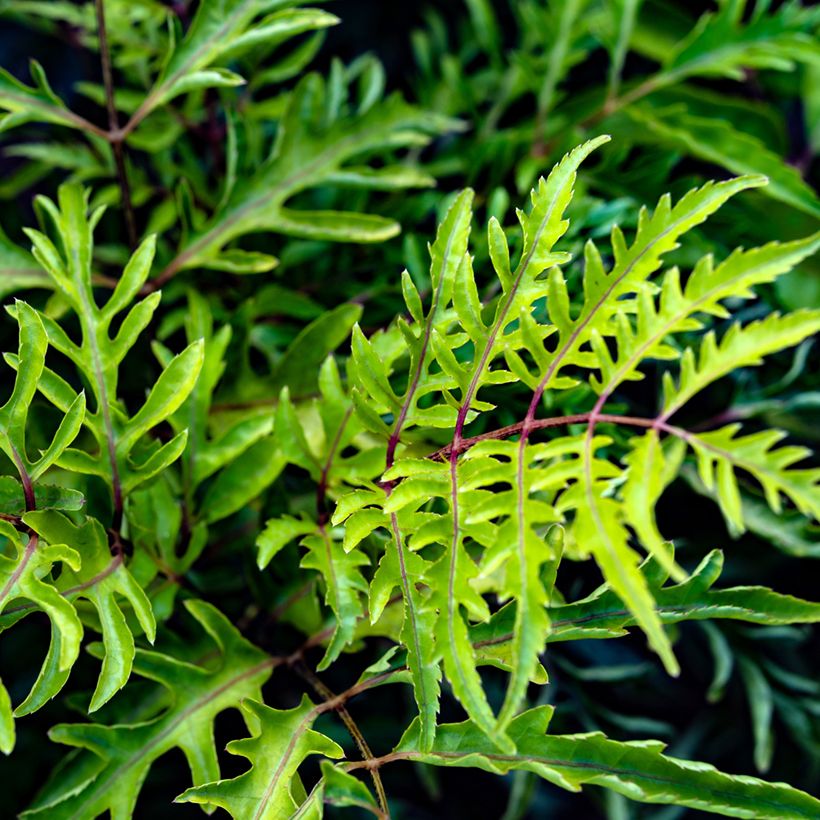 Polyscias filicifolia (Lehvistö)