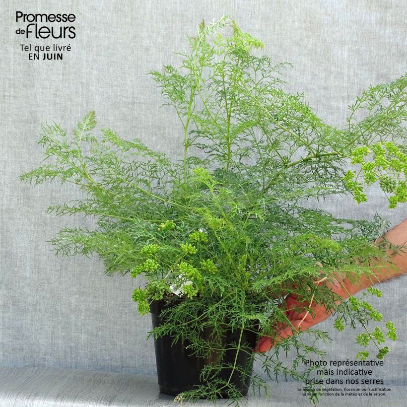 Esimerkki kesällä toimitetusta Polyscias sambucifolia Pot de 4L/5L-taimesta