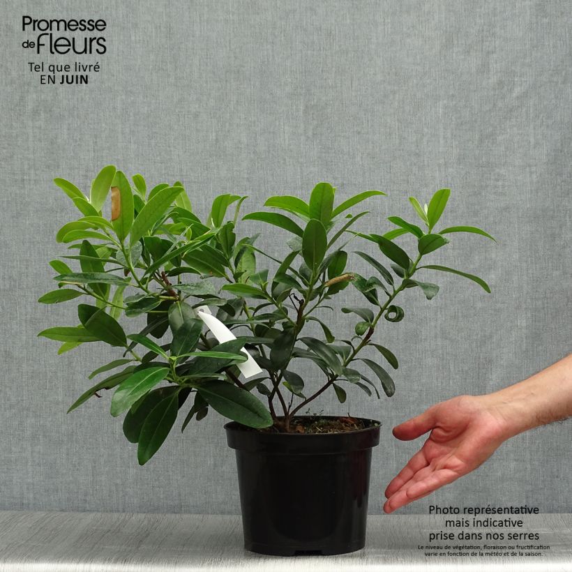 Esimerkki kesällä toimitetusta Polyspora axillaris Pot de 3L/4L-taimesta