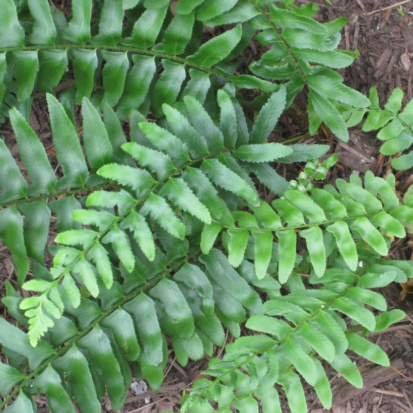 Jouluhärkylä - Polystichum acrostichoides (Lehvistö)