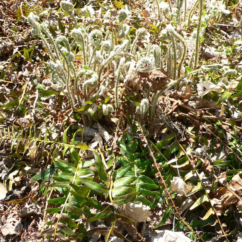 Jouluhärkylä - Polystichum acrostichoides (Kasvutapa)