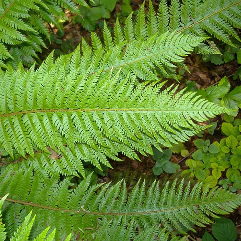 Piikkihärkylä - Polystichum aculeatum (Lehvistö)