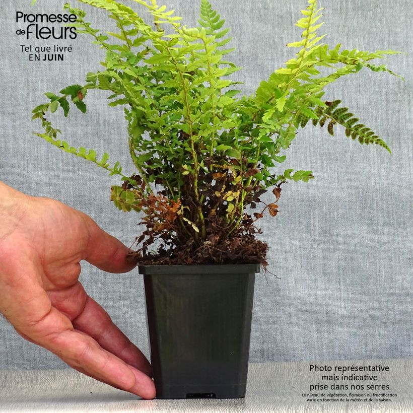 Esimerkki kesällä toimitetusta Piikkihärkylä - Polystichum aculeatum Godet de 8/9 cm-taimesta