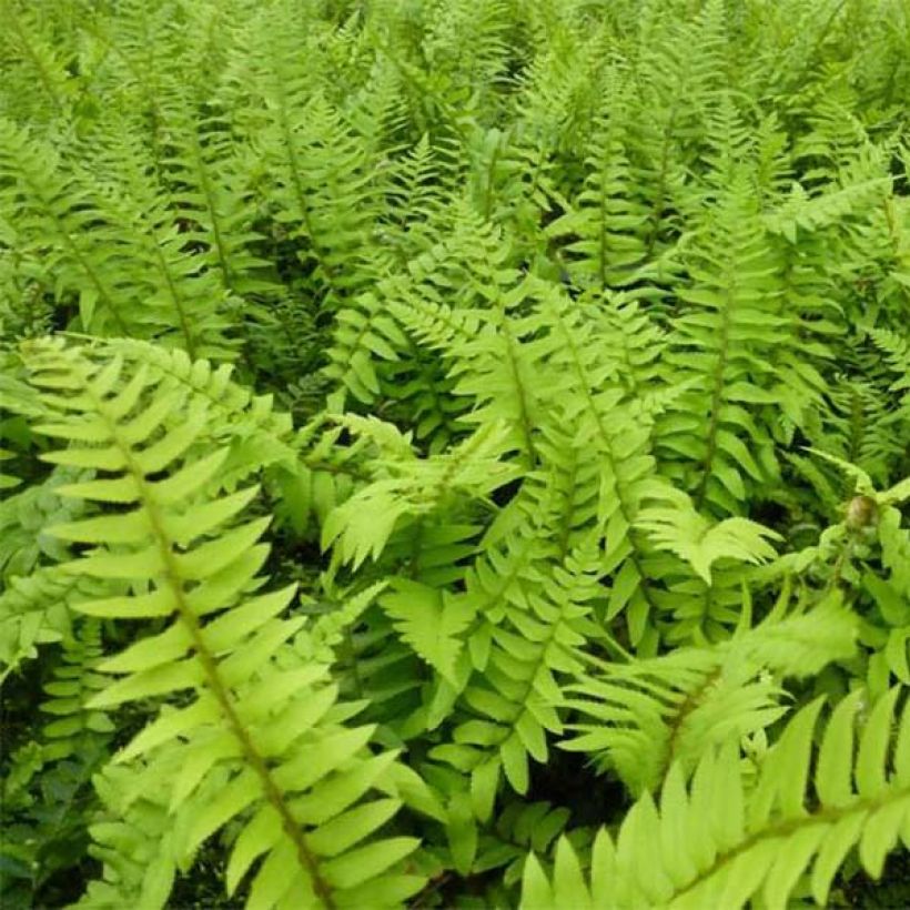 Härkylä - Polystichum munitum (Lehvistö)
