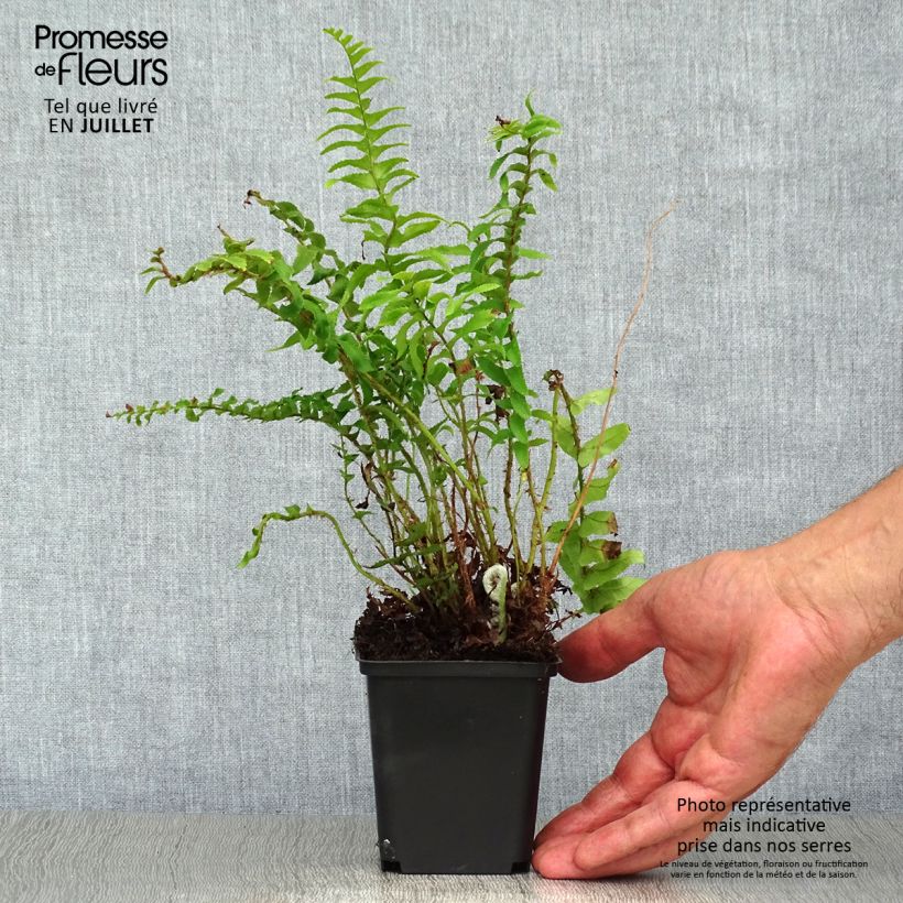 Esimerkki kesällä toimitetusta Härkylä - Polystichum munitum Taimiruukku 8/9 cm-taimesta