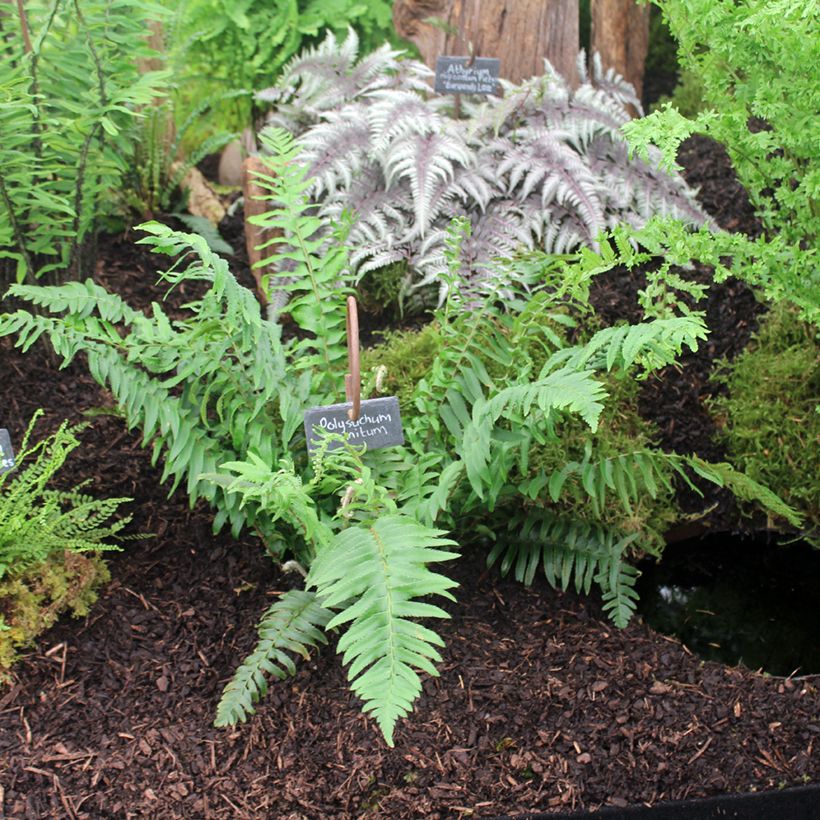 Härkylä - Polystichum munitum (Kasvutapa)