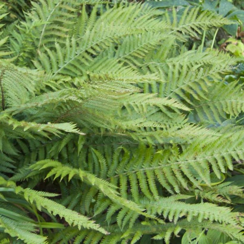 Härkylä - Polystichum polyblepharum (Lehvistö)