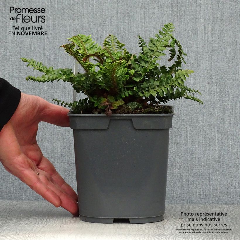 Esimerkki syksyllä toimitetusta Härkylä - Polystichum polyblepharum 2 litran/3 litran ruukku-taimesta