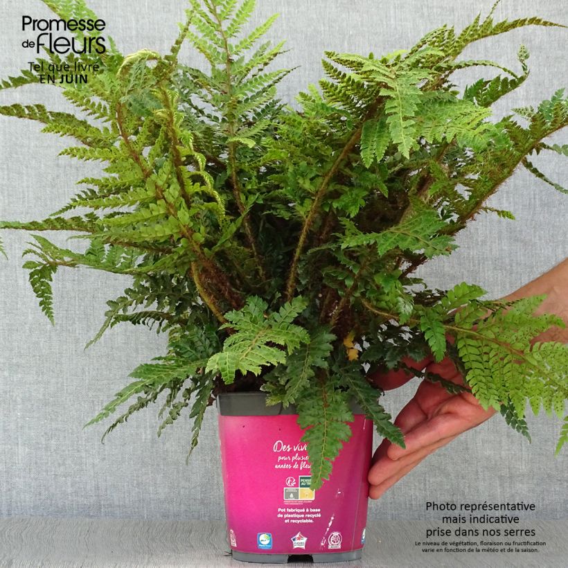 Esimerkki kesällä toimitetusta Härkylä - Polystichum polyblepharum Ruukku 2L / 3L-taimesta