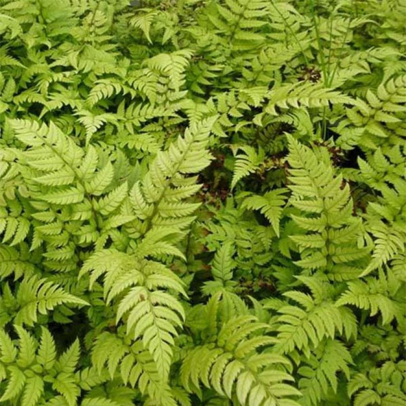 Härkylä - Polystichum rigens (Lehvistö)