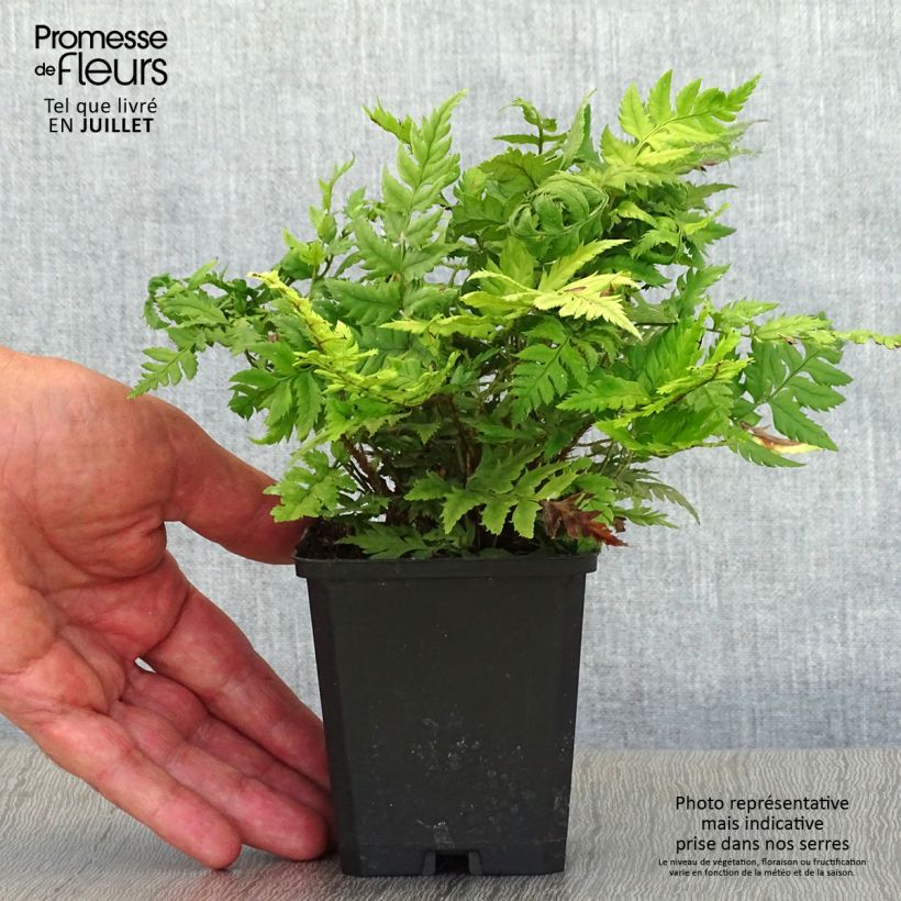 Esimerkki kesällä toimitetusta Härkylä - Polystichum rigens Taimiruukku 8/9 cm-taimesta