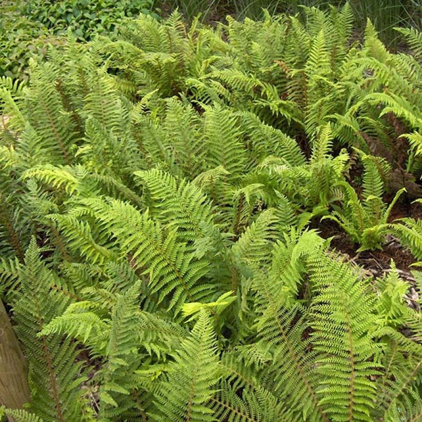 Kilpihärkylä - Polystichum setiferum (Lehvistö)