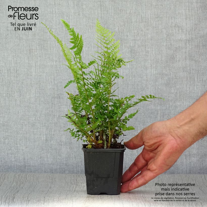 Esimerkki kesällä toimitetusta Kilpihärkylä - Polystichum setiferum Taimiruukku 8/9 cm-taimesta