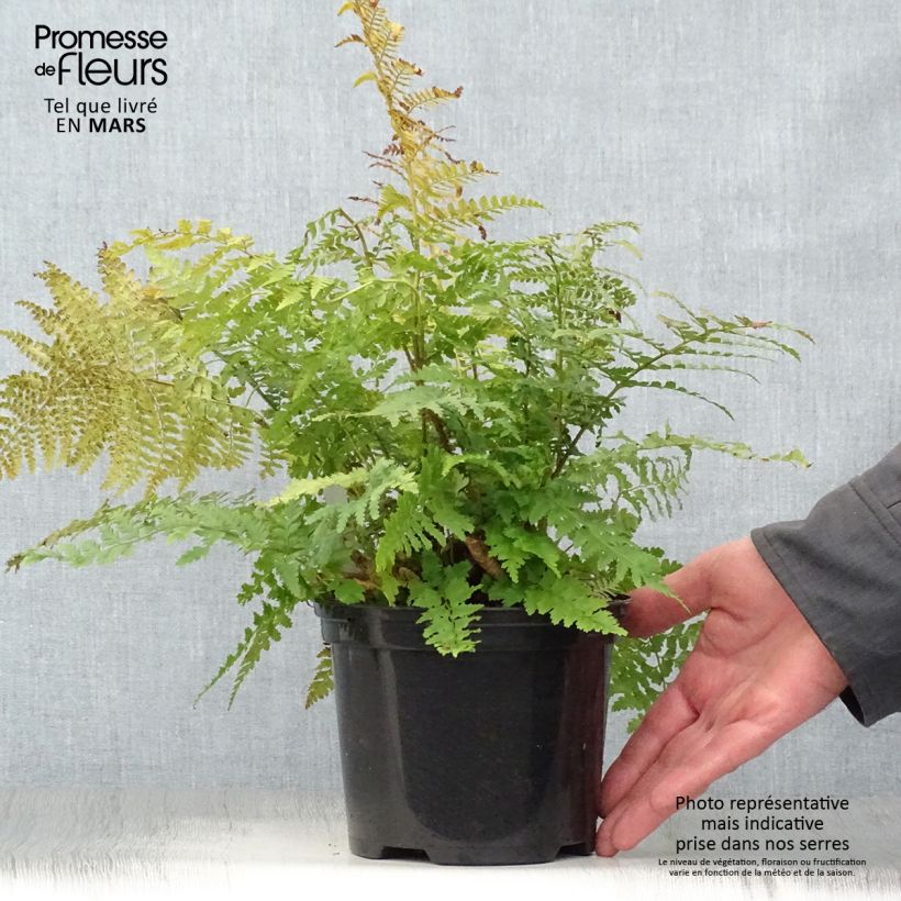 Esimerkki keväällä toimitetusta Kilpihärkylä - Polystichum setiferum Ruukku 2L / 3L-taimesta