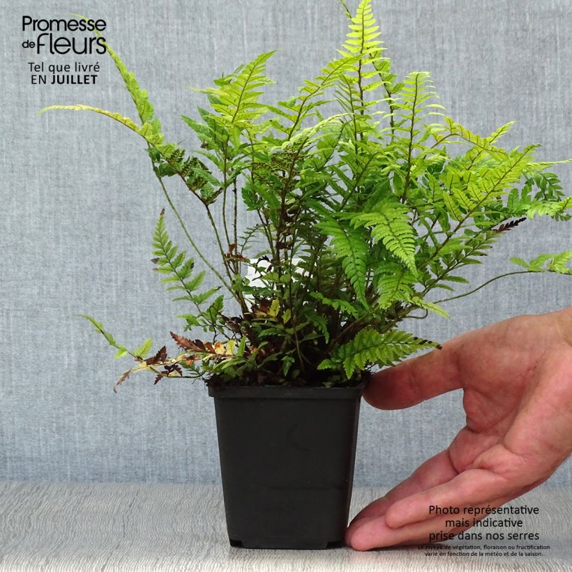 Esimerkki kesällä toimitetusta Härkylä - Polystichum tsus-simense Taimiruukku 8/9 cm-taimesta