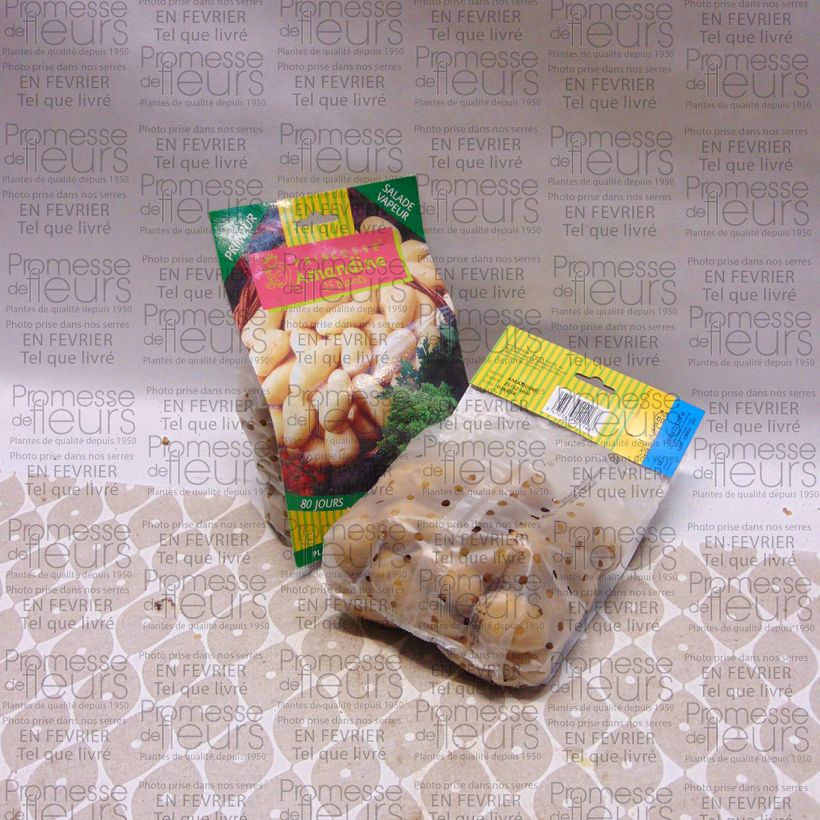 Esimerkki toimitetusta Peruna Amandine 25 kasvin pussi Koko 25/32 mm-taimesta