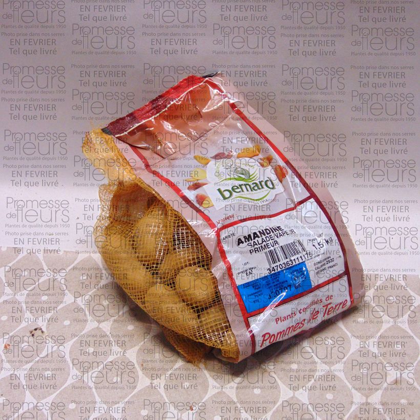 Esimerkki toimitetusta Peruna Amandine Kappale Koko 25/32 mm-taimesta