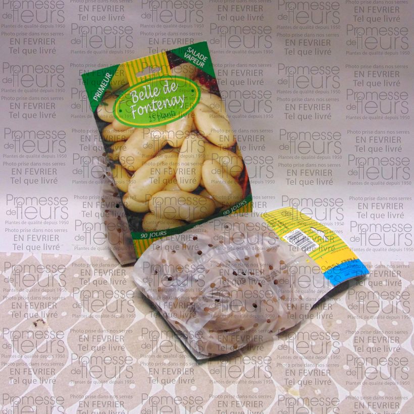 Esimerkki toimitetusta Peruna Belle de Fontenay 25 kasvin pussi Koko 25/32 mm-taimesta