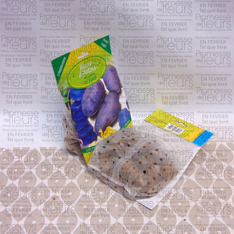 Esimerkki toimitetusta Peruna Bleue d'Artois 25 kasvin pussi Koko 28/45 mm-taimesta