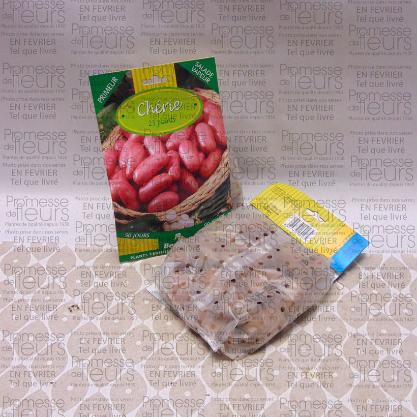 Esimerkki toimitetusta Peruna Cherie 25 kasvin pussi Koko 25/32 mm-taimesta