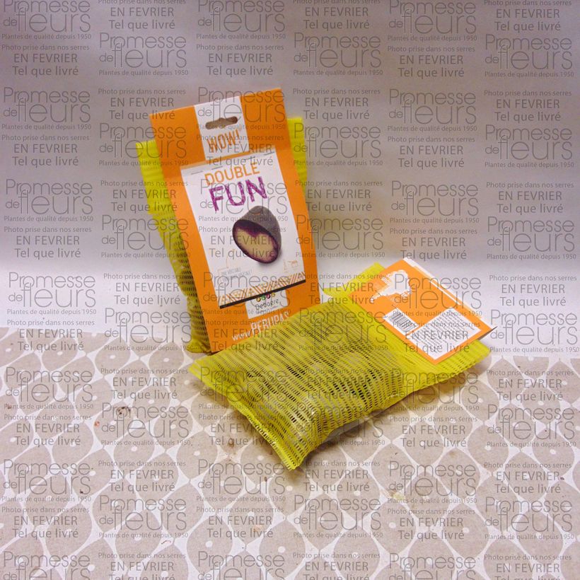 Esimerkki toimitetusta Peruna Double Fun 25 kasvin pussi Koko 28/35 mm-taimesta