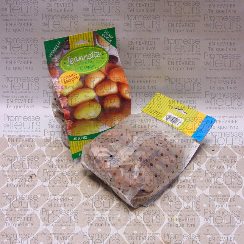 Esimerkki toimitetusta Peruna Jeannette 25 kasvin pussi Koko 25/35 mm-taimesta