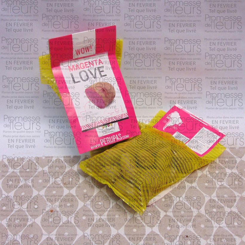 Esimerkki toimitetusta Peruna Magenta Love 25 kasvin pussi Koko 28/32 mm-taimesta