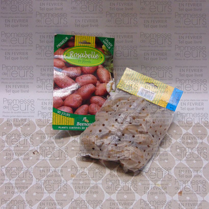 Esimerkki toimitetusta Peruna Rosabelle 25 kasvin pussi Koko 25/40 mm-taimesta