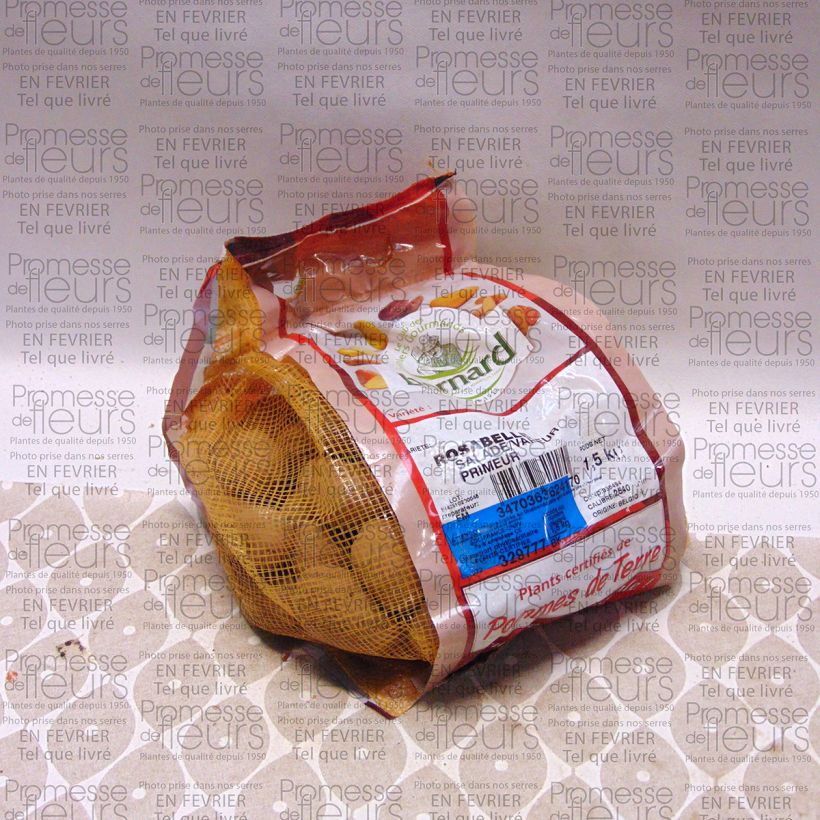 Esimerkki toimitetusta Peruna Rosabelle Kappale Koko 25/40 mm-taimesta