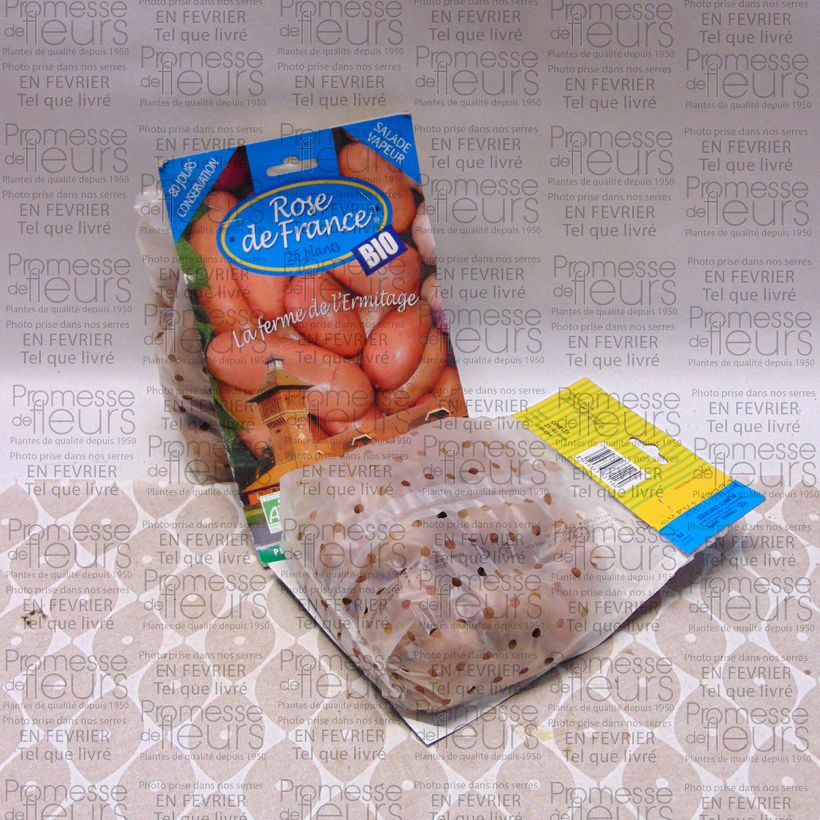 Esimerkki toimitetusta Peruna Rose de France luomu 25 kasvin pussi Koko 25/40 mm-taimesta