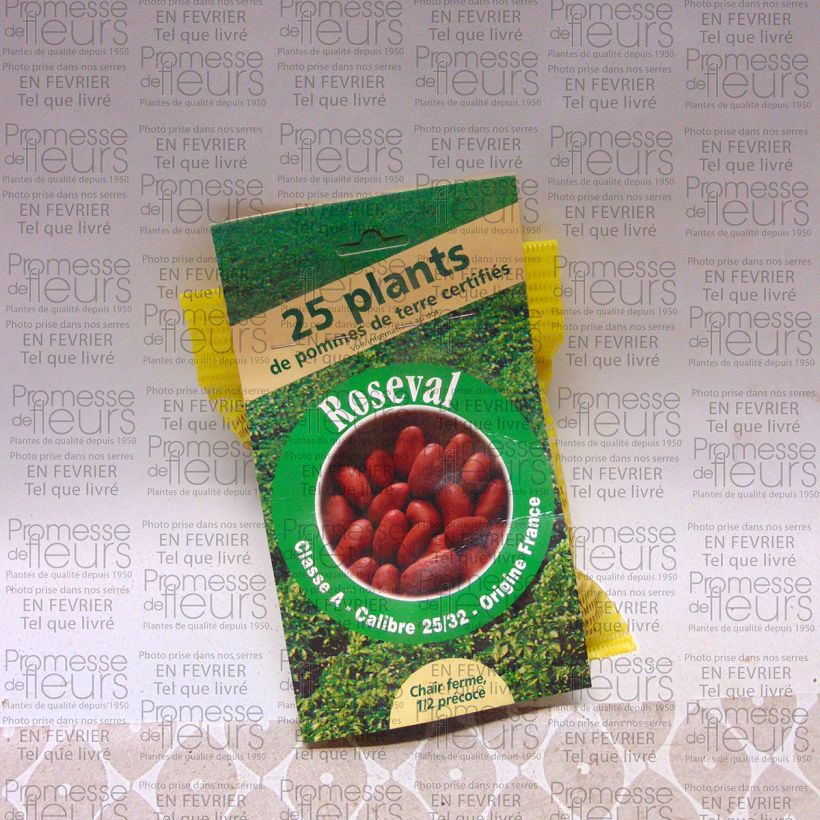 Esimerkki toimitetusta Peruna Roseval punainen 25 kasvin pussi Koko 25/32 mm-taimesta