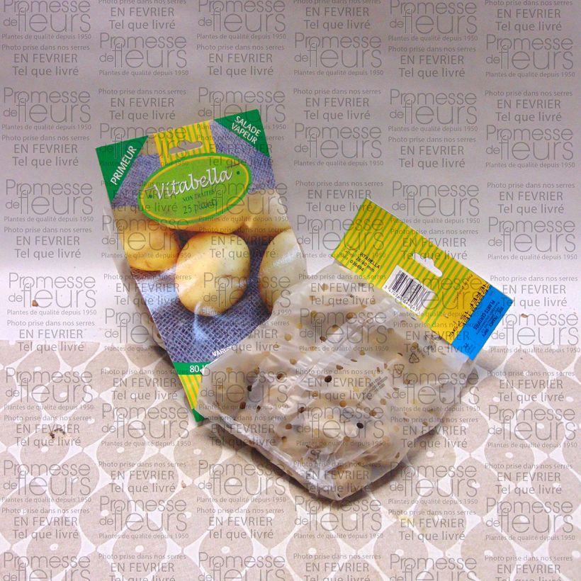 Esimerkki toimitetusta Peruna Vitabella 25 kasvin pussi Koko 28/35 mm-taimesta