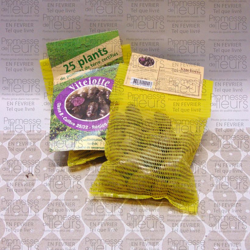 Esimerkki toimitetusta Peruna Vitelotte 25 kasvin pussi Koko 25/32 mm-taimesta