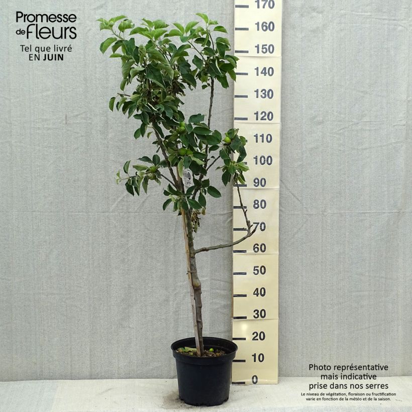 Esimerkki kesällä toimitetusta Pommier Api Etoilé Pot de 7,5L/10L, Gobelet-taimesta