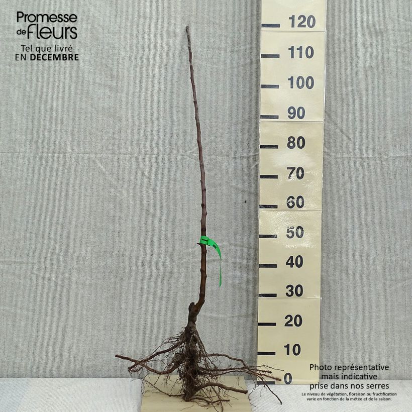 Esimerkki talvella toimitetusta Tarhaomenapuu Belle fille de l'Indre luomu Paljaat juuret, Piiskataimi-taimesta