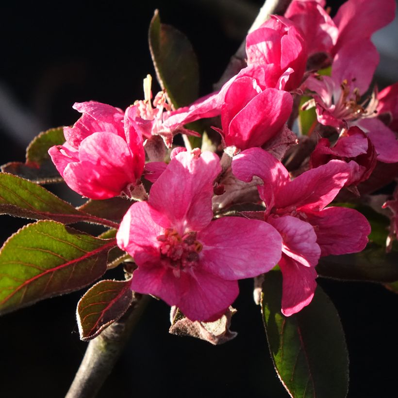 Tarhaomenapuu Blush rosette (Kukinta)
