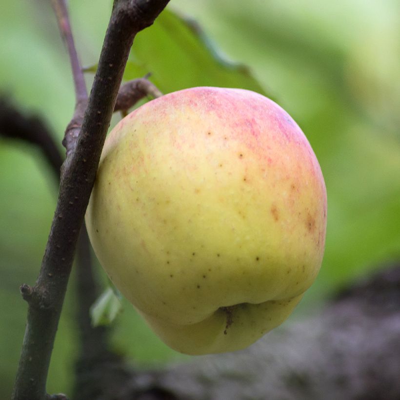 Tarhaomenapuu Bon père (Sadonkorjuu)