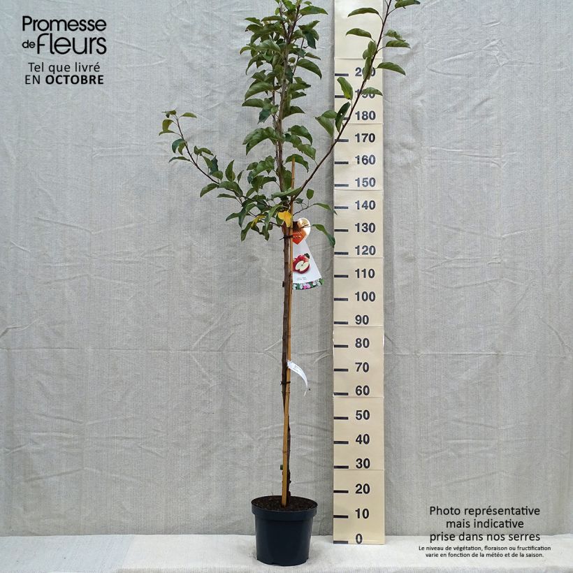 Esimerkki syksyllä toimitetusta Pommier Gala Pot de 7,5L/10L, Demi-Tige-taimesta
