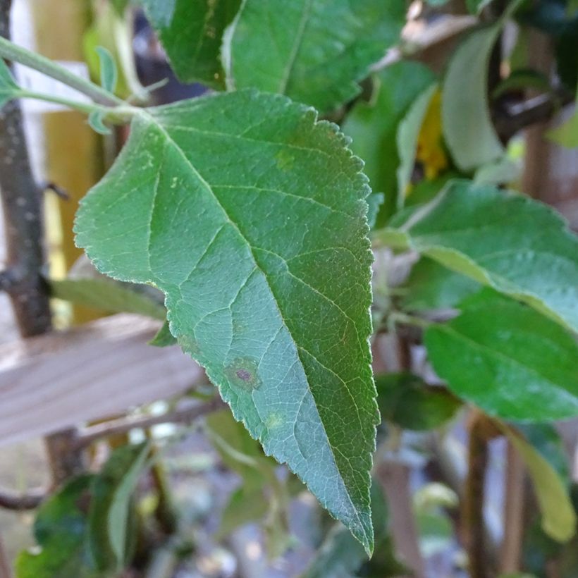 Tarhaomenapuu Golden Delicious (Lehvistö)